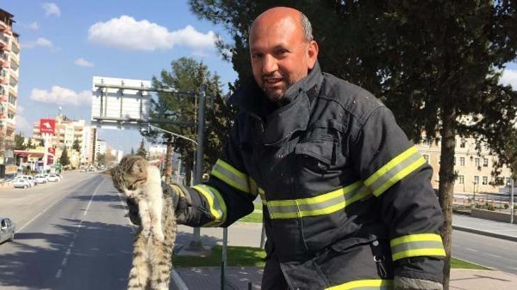 Ağaçta mahsur kalan yavru kedi kurtarıldı