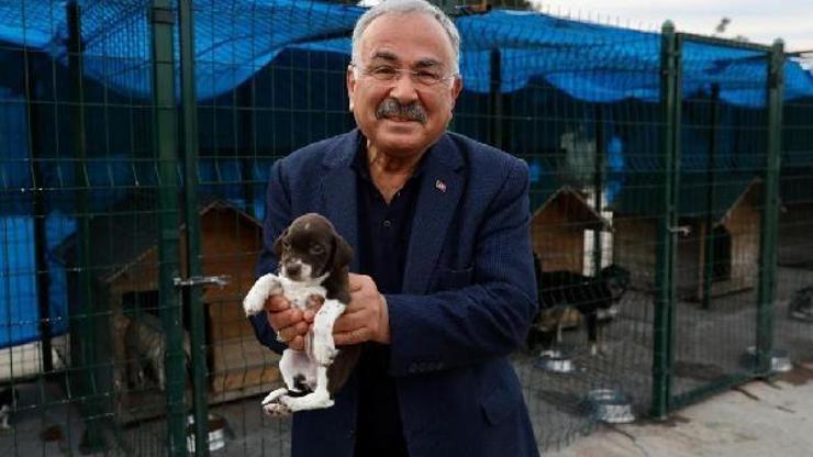 Orduda sokak hayvanları için Karadenizin en büyük hastanesi kuruluyor
