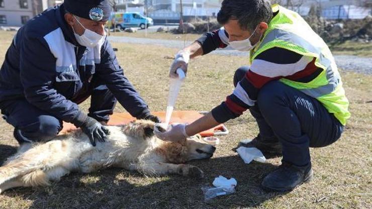 Yaralı köpeklerin yardımına Pati Kurtaran yetişiyor