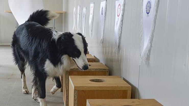 Ankarada Covid-19u teşhis eden dedektör köpek yetiştirildi