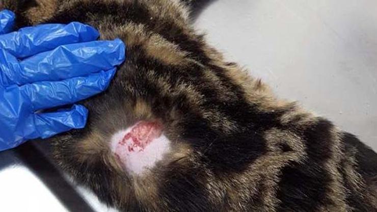 Çivili sopayla kediye işkence yapıp, zabıtayı darbeden şüpheli gözaltına alındı