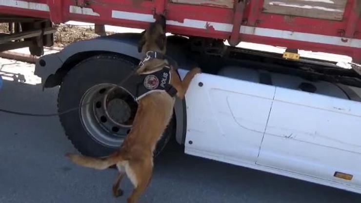 TIRdaki brandaya sarılı 32 kilo esrarı Lucky buldu