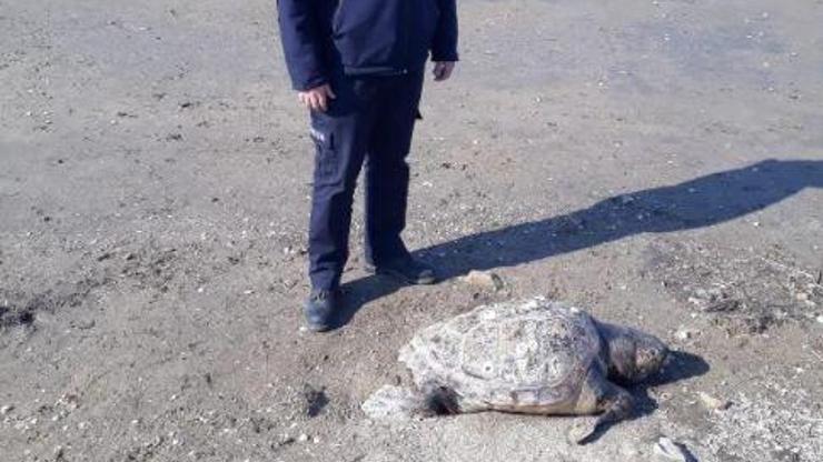 Ayvalık sahilinde ölü caretta caretta bulundu