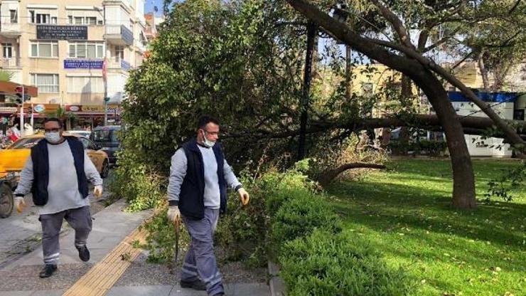 Turgutluda fırtınada ağaçlar devrildi