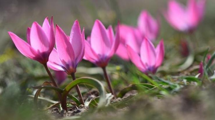 Aksarayda yetişen aromatik bitkiler, gün yüzüne çıkartılacak