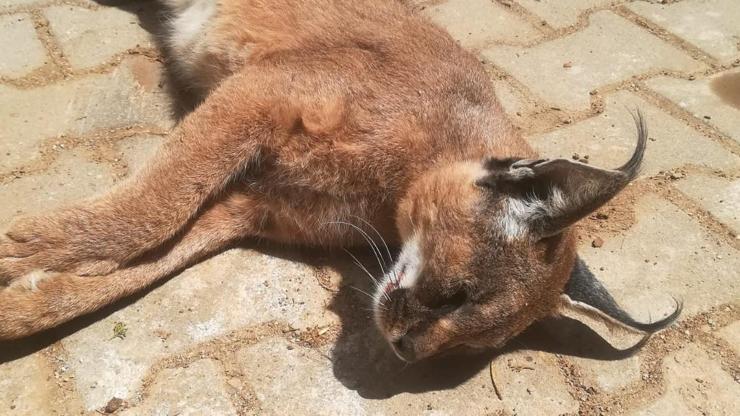 Muğlada nesli tehdit altındaki karakulak ölü bulundu