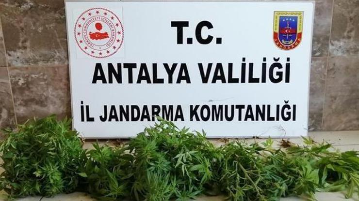Alanyada uyuşturucu operasyonu