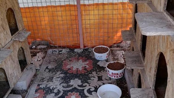 Kemer Belediyesi sokak hayvanlarını yalnız bırakmıyor