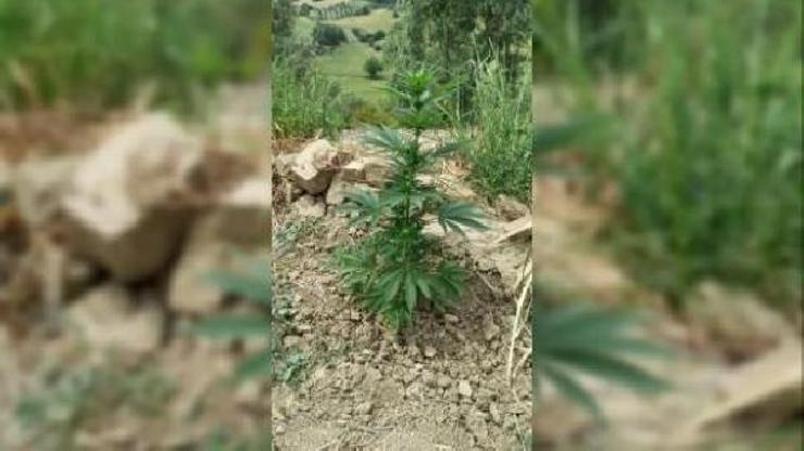 Tarlada ekili halde 83 kök Hint keneviri ele geçirildi