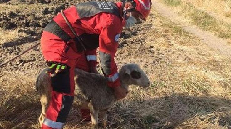 Su kuyusuna düşen koyunu itfaiye kurtardı