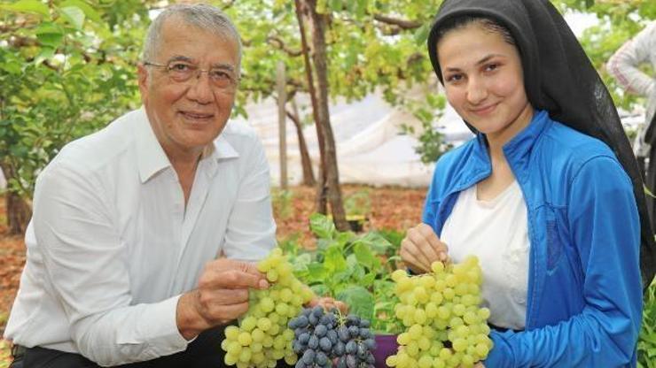 Mezitlide üzüm hasadı başladı