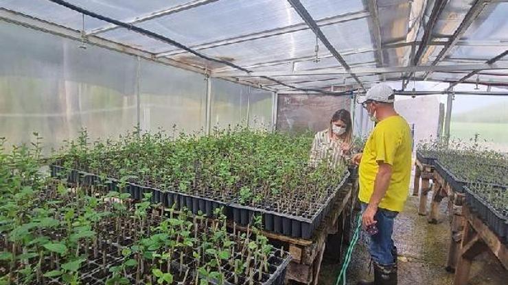 Vizede aronia bitkisinin ekiliş alanları artıyor