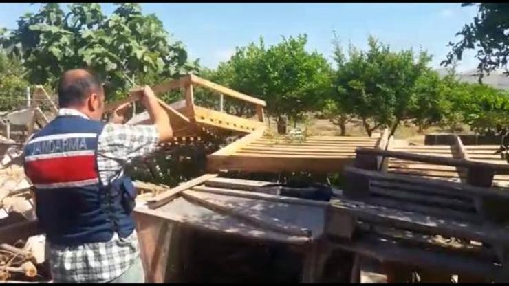 Bahçeye kenevir ekimine gözaltı