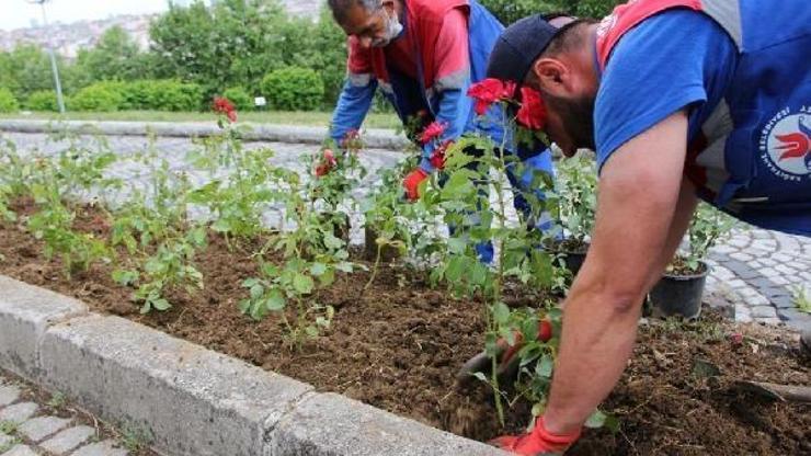 Kağıthane’ye rengarenk çiçekler dikildi