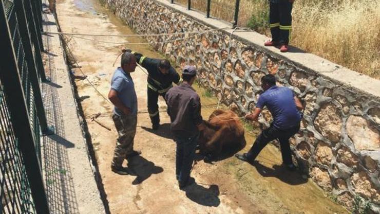 Su kanalına düşen ineği itfaiyeciler kurtardı