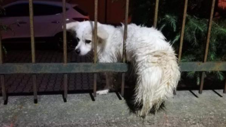 Demir parmaklıklara sıkışan köpeği itfaiyeciler kurtardı