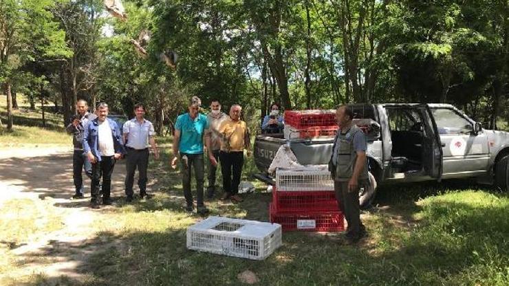 Kapıdağ’a 400 adet yavru keklik salındı
