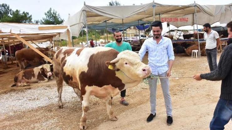 İzmirde kurbanlık pazarının en büyüğü Paşa, 28 bin lira