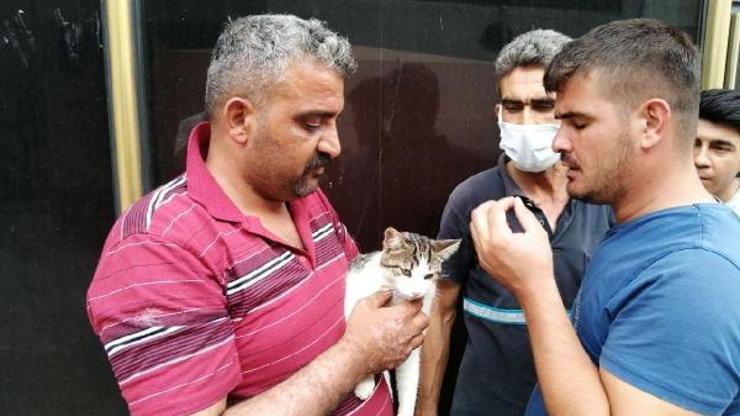 Otomobilin çarptığı kedi, tedaviye alındı