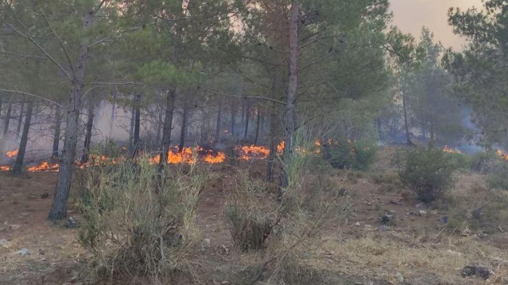 Mersinde orman yangını