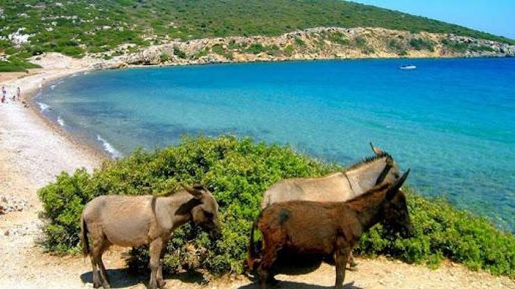 Eşek Adası Nerede Eşek Adasına Nasıl Gidilir Eşek Adası Hakkında Bilinmesi Gerekenler