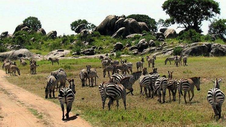 Serengeti Milli Parkı Nerede Serengeti Milli Parkına Nasıl Gidilir Serengeti Hakkında Bilinmesi Gerekenler