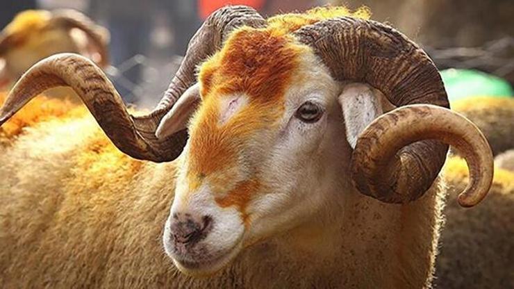 Kurban kesim vakti ne zaman biter Kurban ne zamana kadar kesilir Diyanetten bilgiler...