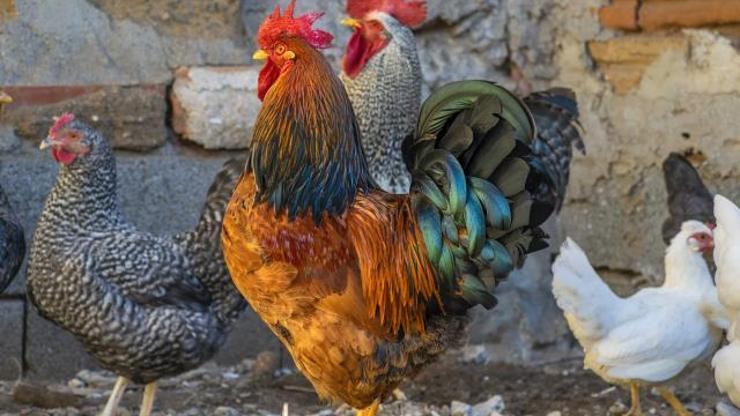 Rüyada Tavuk Görmek Ne Anlama Gelir Rüyada Canlı Ya Da Pişmiş Tavuk Görmek Nasıl Yorumlanır