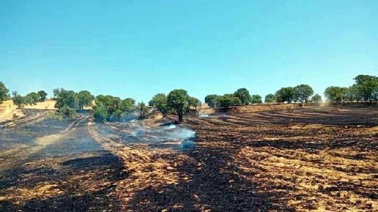 Gedizda tarladan ormana sıçrayan yangın söndürüldü