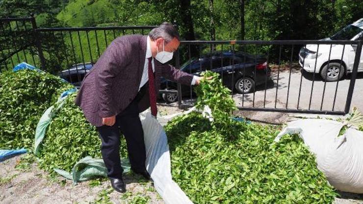 Yaş çay alımlarında rekor kırıldı