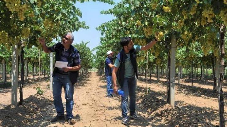 İslahiye’de sofralık üzüm için rekolte çalışması