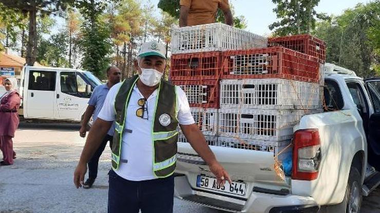 Tarım ve Orman Bakanlığı’nın Batman’a gönderdiği sülünler doğaya salındı
