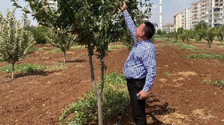 Bağlar özüne kavuşuyor
