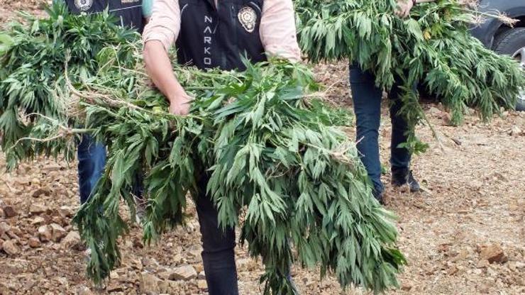 Yozgatta 710 kök kenevir imha edildi.
