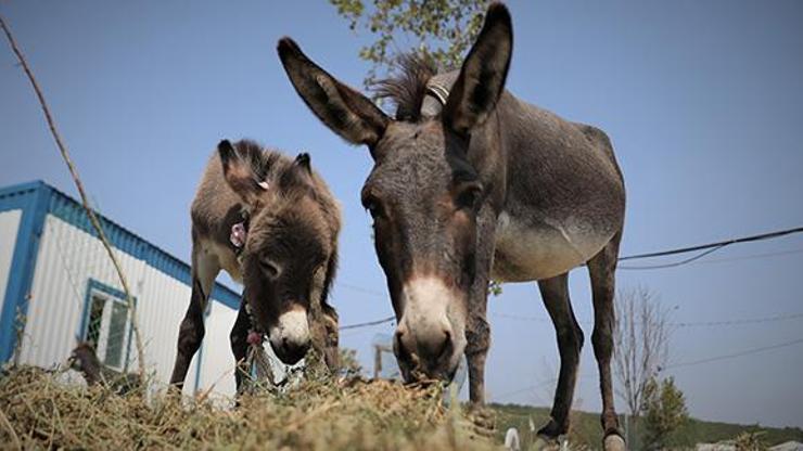 Köpek saldırısında yavrusunu kaybeden eşek, yeni yavru dünyaya getirdi