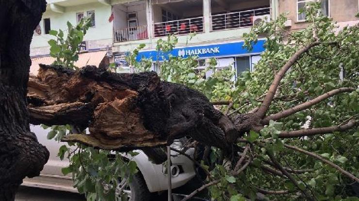 Yusufelinde rüzgar etkili oldu, ağaç dalları koptu