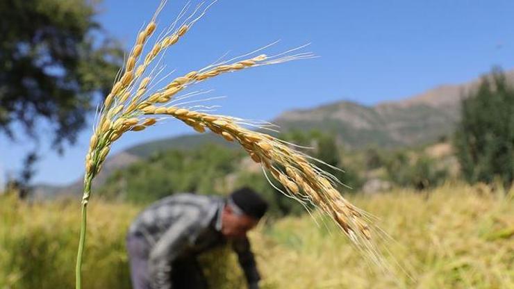 Son dakika haberi: Çeltik alım fiyatları belli oldu