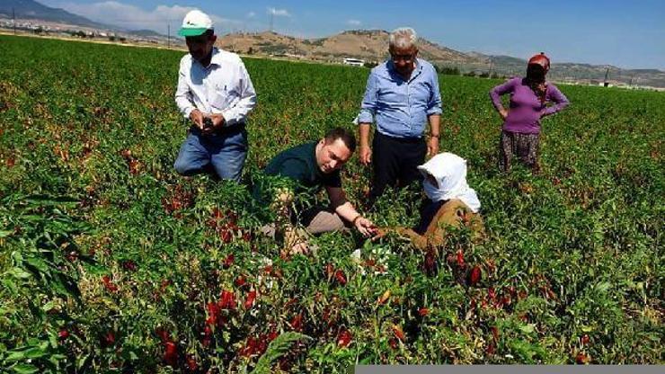 Kaymakam, biber hasadına katıldı