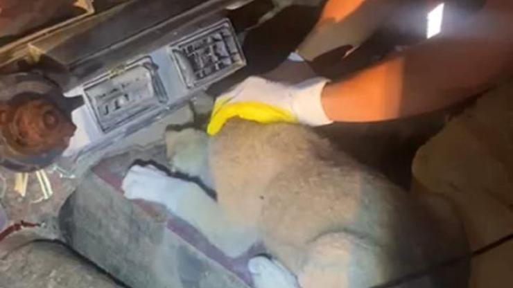 Hurda otomobilde sıkışan köpek kurtarıldı