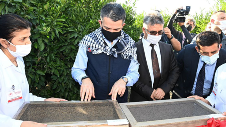 Bakan Pakdemirli açıkladı Akdeniz meyve sineğiyle mücadele için kısır böcek salımı yapılacak