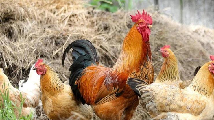 Rüyada Horoz Görmek Ne Anlama Gelir Rüyada Horozun Kovalaması Nasıl Yorumlanır