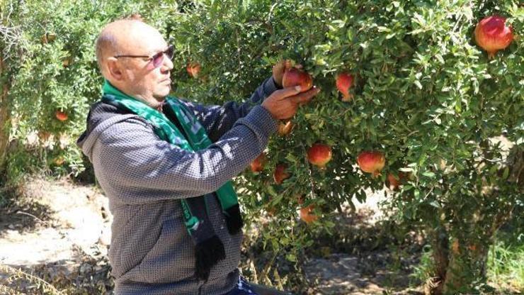 Denizlinin Hicaz narı, Avrupada sofraları süslüyor