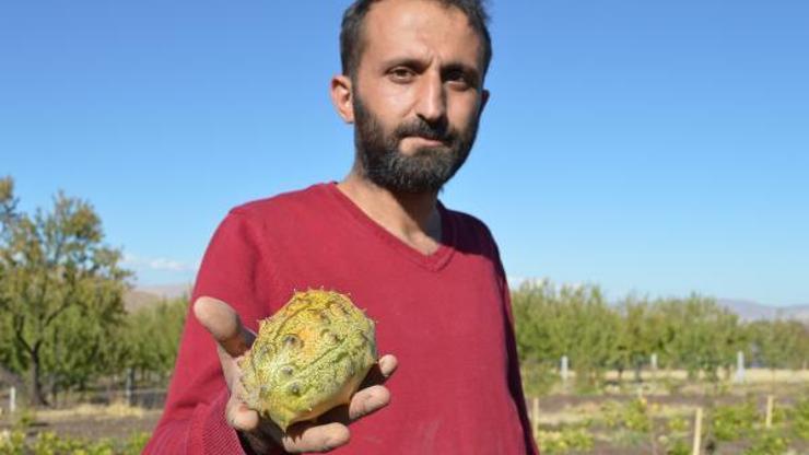 Yetişmez diyenlere inat bahçesinde Afrika kavunu yetiştirdi