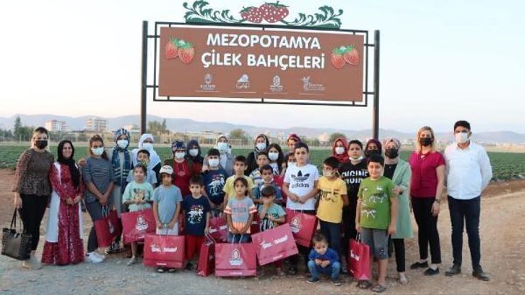 İlk defa çilek topladılar