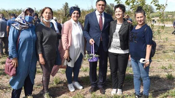 Aliağada Anadolu adaçayı ile İzmir kekiği hasadı yapıldı