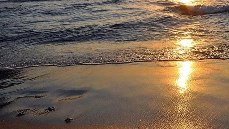 ABDde sahiller kapatıldı Suya temas etmeyin