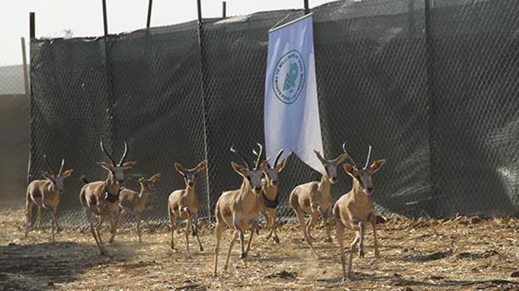 Cudi Dağına gazella gazella türü 40 ceylan bırakıldı