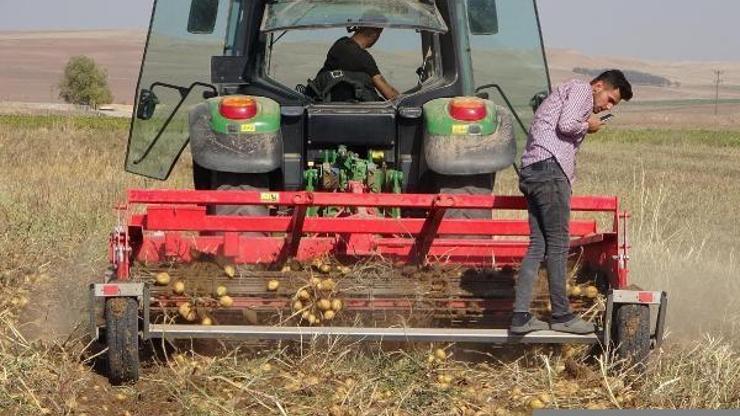 Yozgatta yerli tohumdan üretilen patatesin hasadı yapıldı