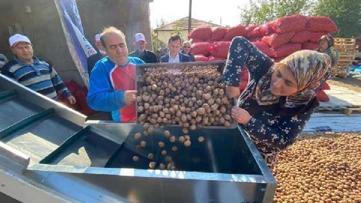 Edirne’de ceviz hasadı devam ediyor
