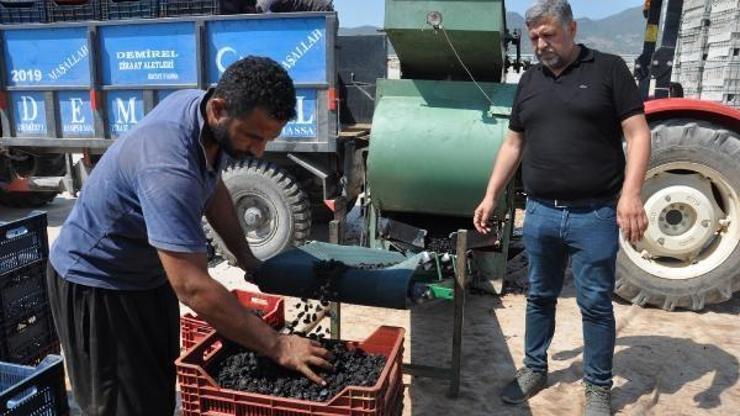 İslahiyede, 500 ton Antep karası üzüm kurutuldu